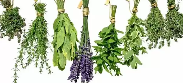 Herbs to increase strength