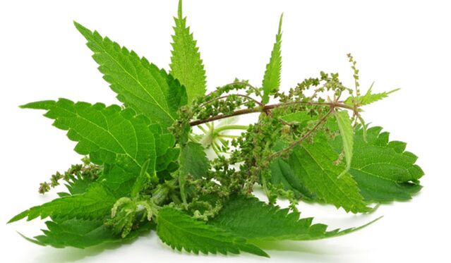 nettle to increase potential