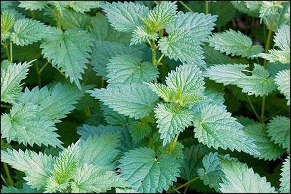 Nettle is a folk remedy that improves male sexual function